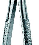 Incisors and Cuspids 1